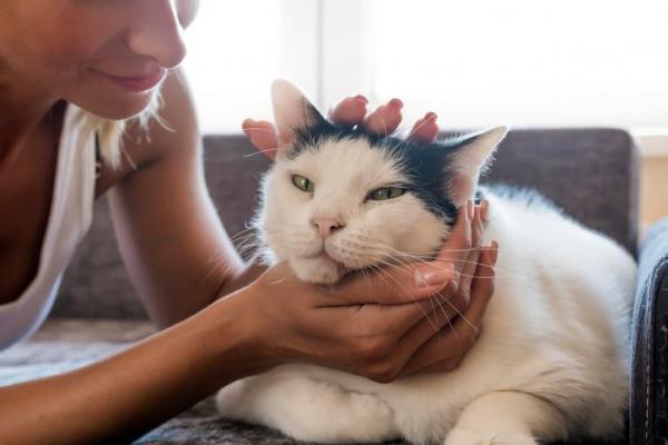 Diarrea Y V Mitos En El Gato Causas Tratamientos Y Remedios