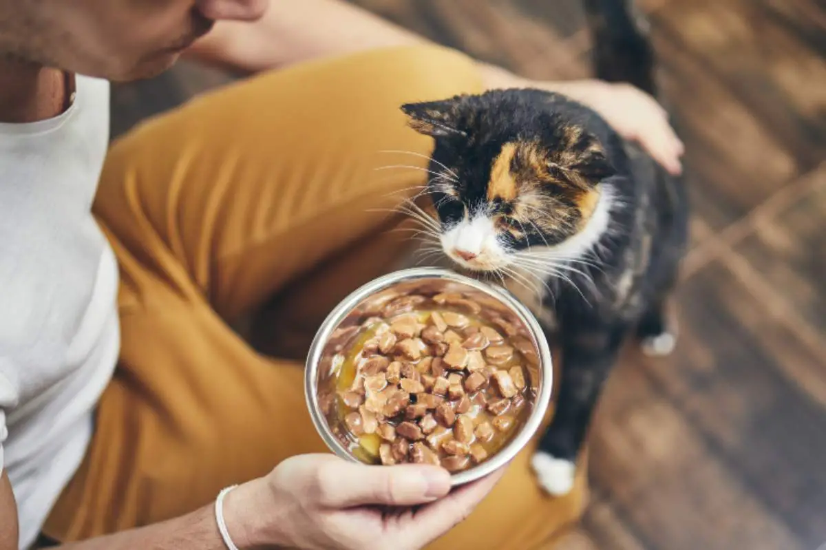 Los Gatos Prefieren La Comida Fr A O Caliente Averig Emos Juntos