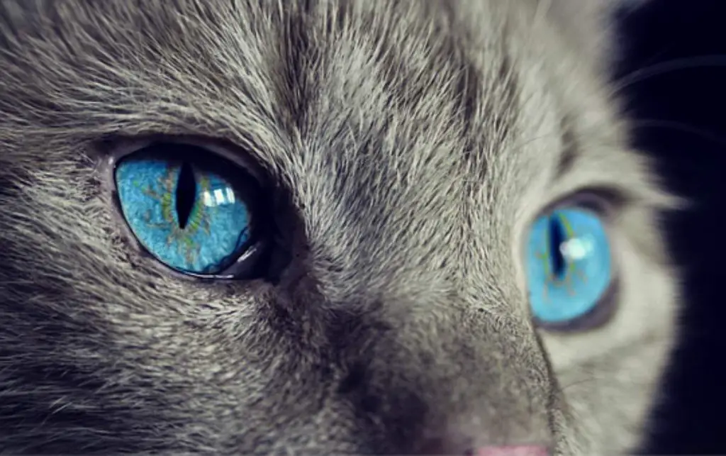 Gato De Ojos Azules Curiosidades Sobre Estos Maravillosos Gatos Vida