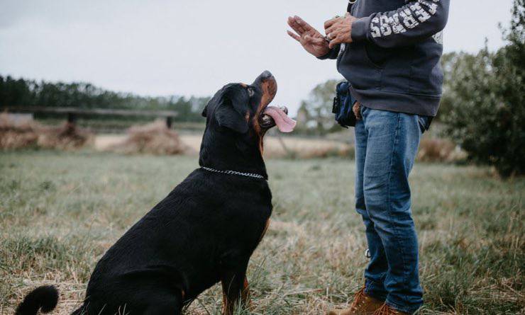 Métodos para estimular la mente de tu perro Vida con Mascotas