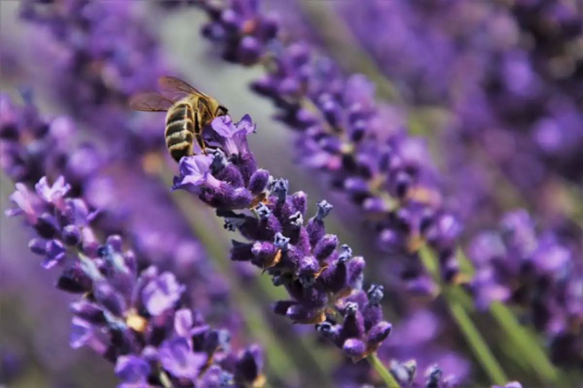 Plantas Para Cultivar Para Abejas Atraer Y Alimentar A Las Abejas