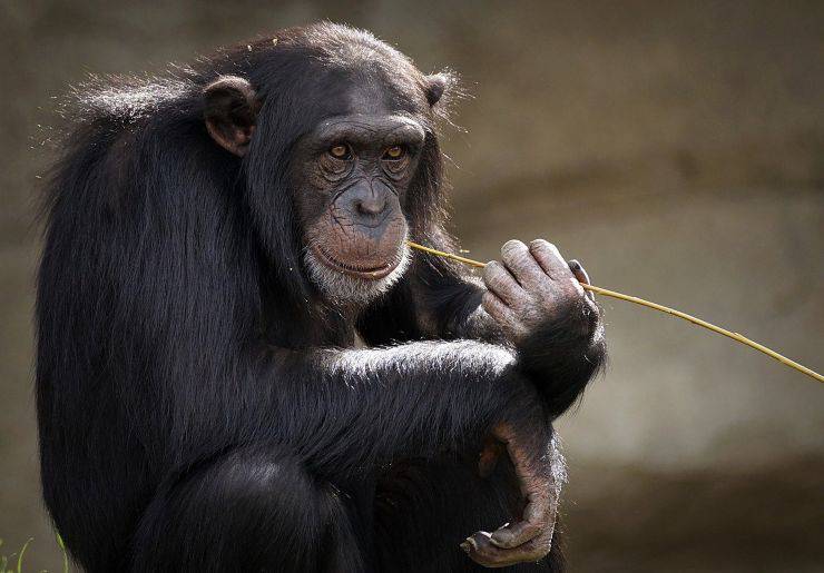 El Chimpanc Que Come Donde Vive Caracter Sticas Y Curiosidades