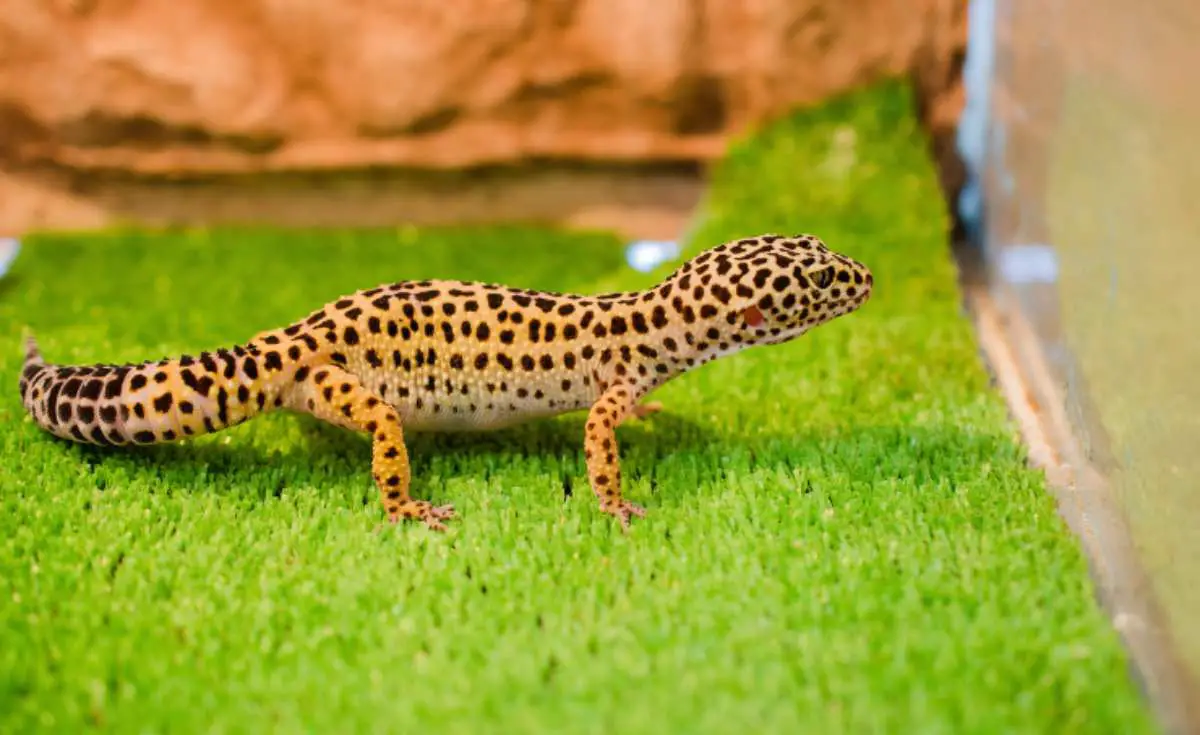 Gecko Leopardo Embarazada C Mo Reconocerlo Y Qu Hacer Al Respecto