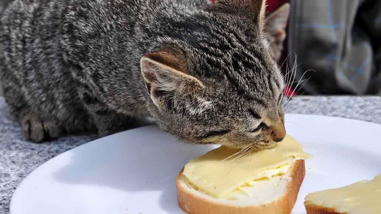 Pueden Los Gatos Comer Mantequilla Averig Emos Juntos Vida Con