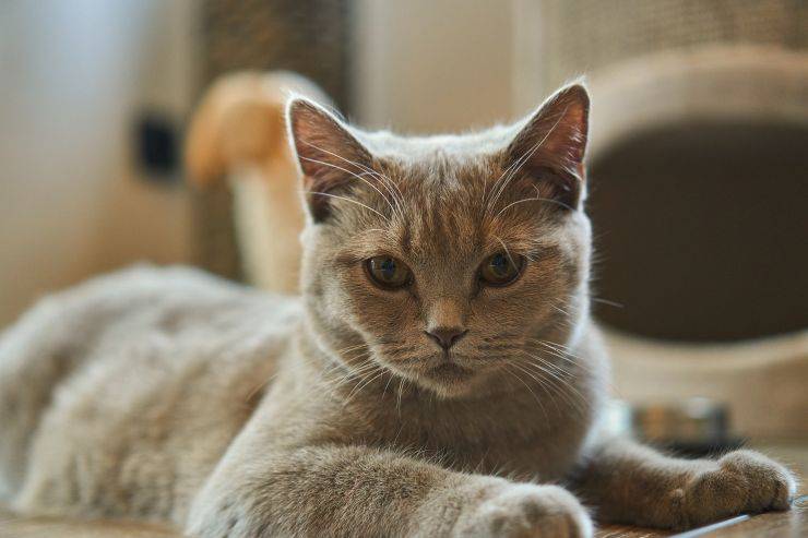 Falsos Mitos Sobre Los Gatos Leyendas Para Disipar Por La Salud De Los