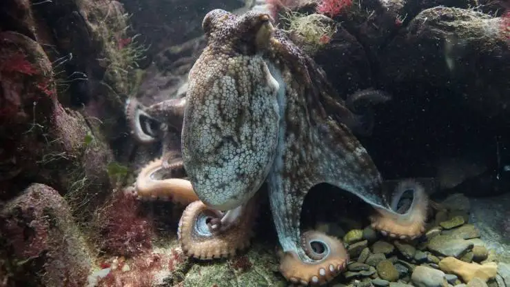 Elegir un pulpo como mascota nuestra guía Vida con Mascotas