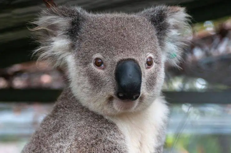 Koala Que Come Donde Vive Caracter Sticas Y Curiosidades Vida Con