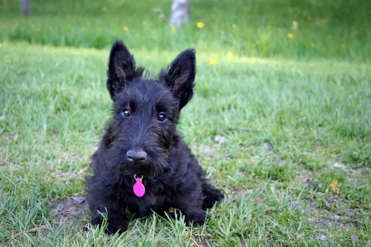 Scottish Terrier pros y contras de esta raza como perro doméstico