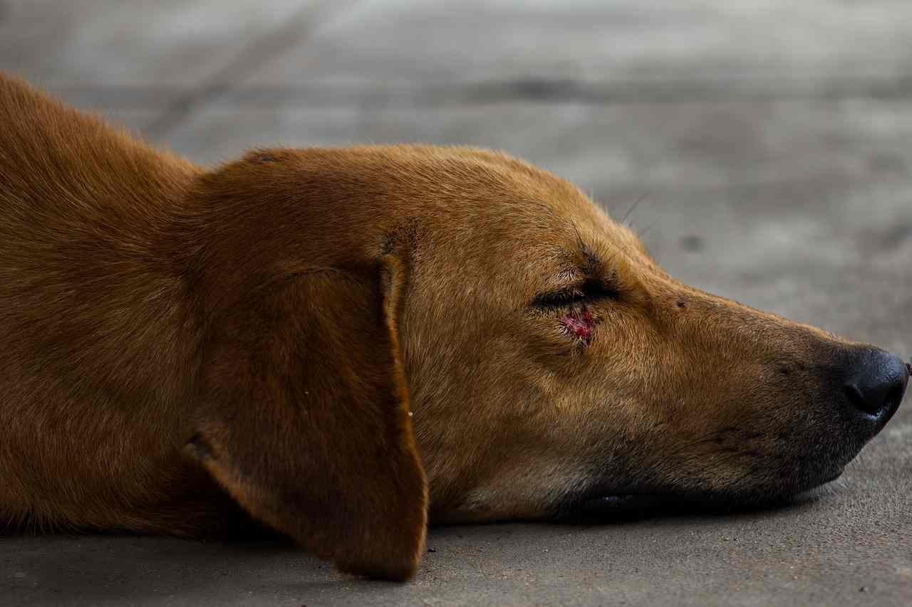 Absceso En Perros Que Es Que Lo Causa Y Como Tratarlo Vida Con