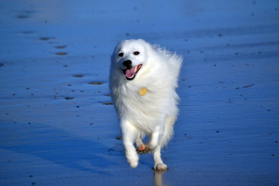 El Spitz japonés un perro noble Vida con Mascotas