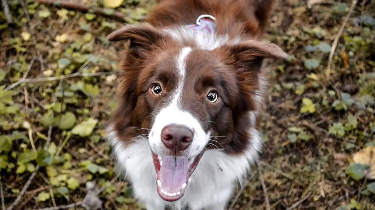 Curiosidades sobre el Border Collie los orígenes y muchas anécdotas