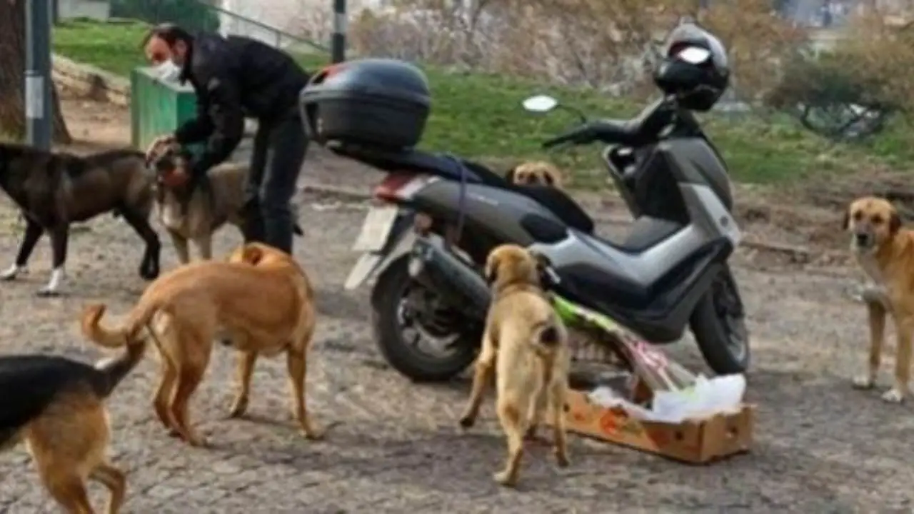 El mensajero que lleva más de 15 años alimentando a perros y gatos