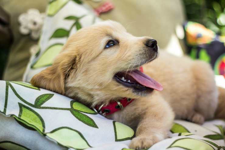 Adoptar Un Cachorro De Golden Retriever Los Pros Y Los Contras De Esta