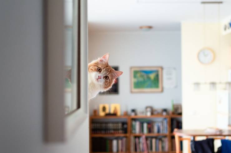 Por qué el gato no quiere estar en sus brazos Explicaciones y