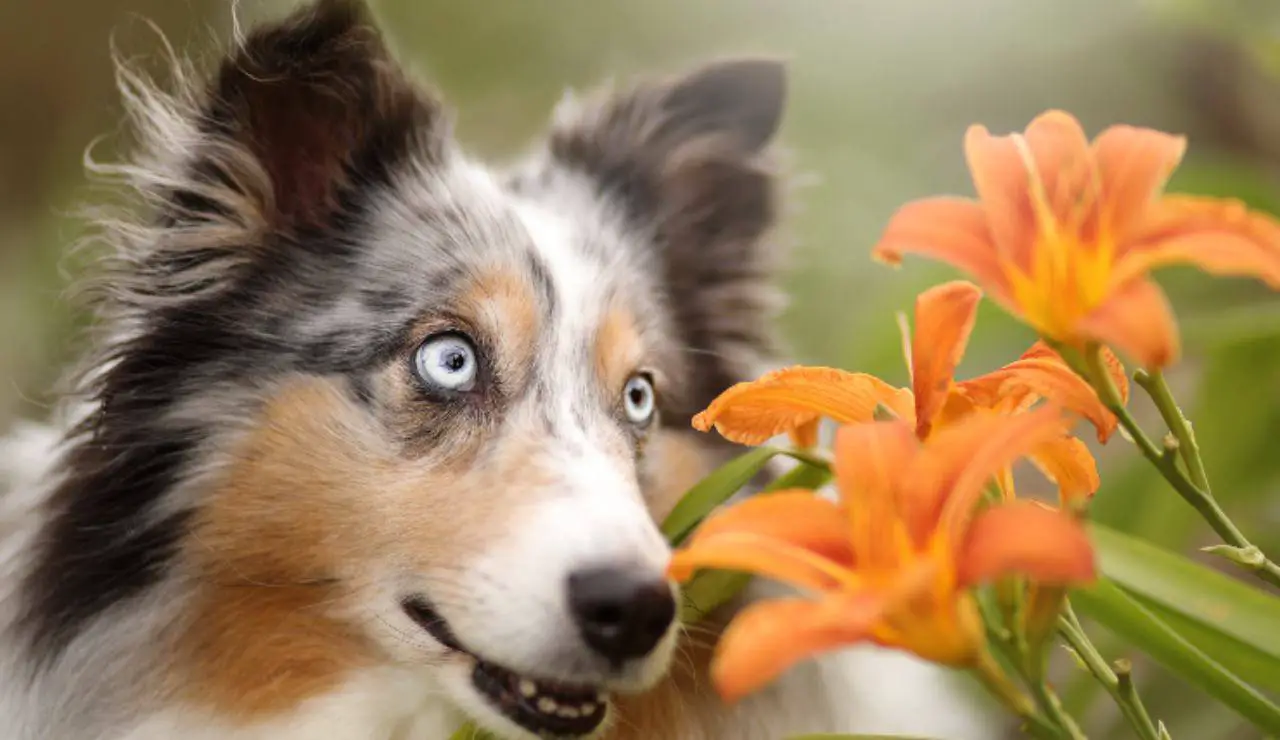 Son Los Lirios Venenosos Para Los Perros La Opini N De Los Expertos