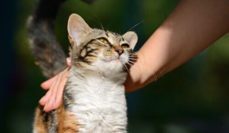 Por qué el gato no quiere entrar a la casa Estas son las razones