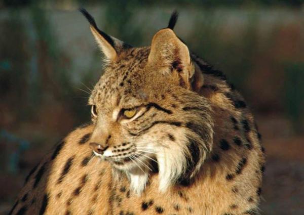 Tipos de lince características y hábitat Vida con Mascotas