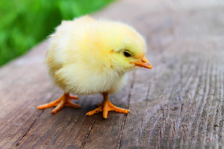 C Mo Criar Un Pollito Salud Nutrici N Consejos Tiles Vida Con