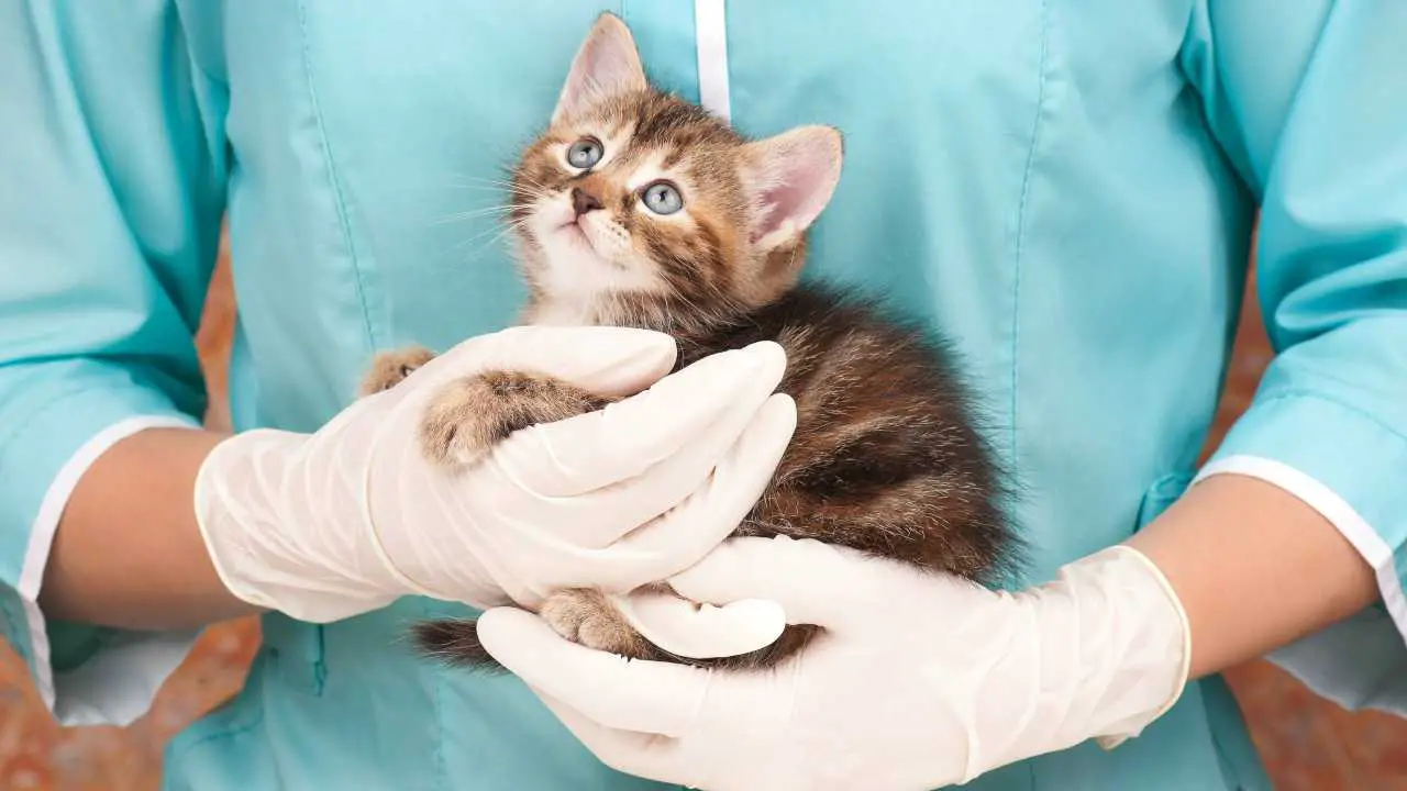 Cómo acostumbrar a tu gato a visitar al veterinario consejos para