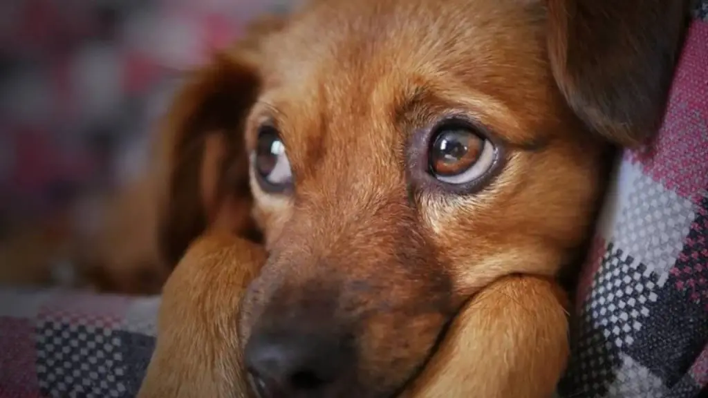 Ansiedad por separación en perros síntomas causas y soluciones al