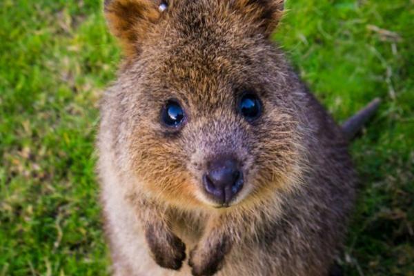 Quokka Caracter Sticas H Bitat Y Estado De Conservaci N Vida Con