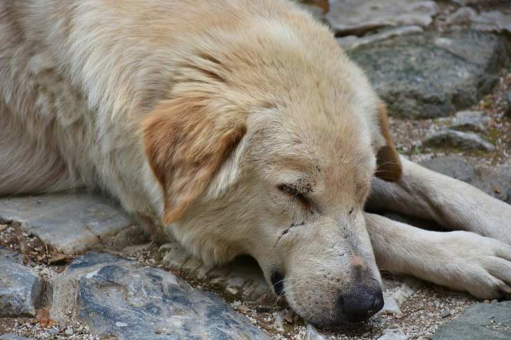 Muerte S Bita En Perros Cu Les Son Las Causas M S Comunes Vida Con