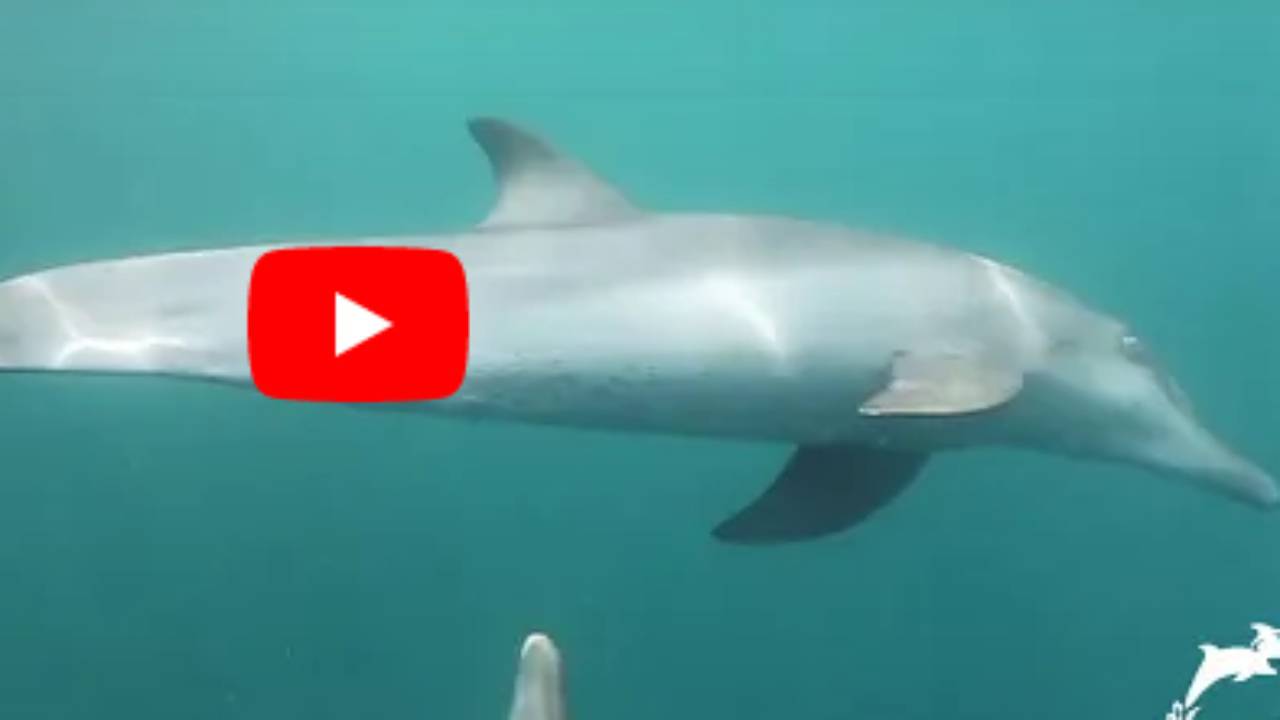 Delfines Cautivos En Un Parque Acu Tico Ahora Encuentran La Libertad