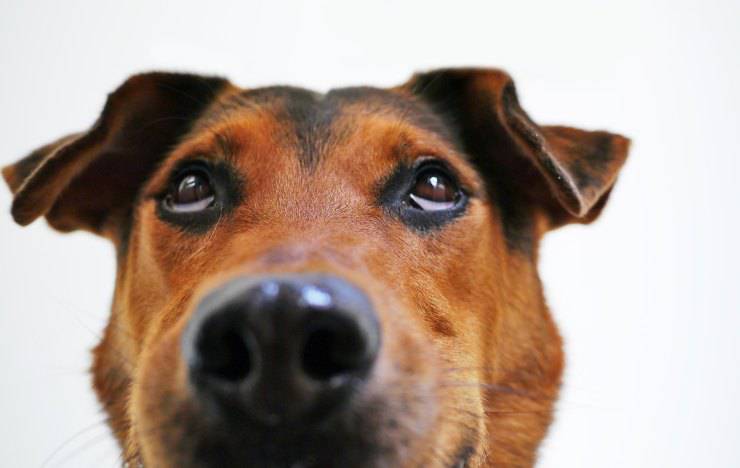 Cataratas en perros mayores causas síntomas y tratamiento Vida con