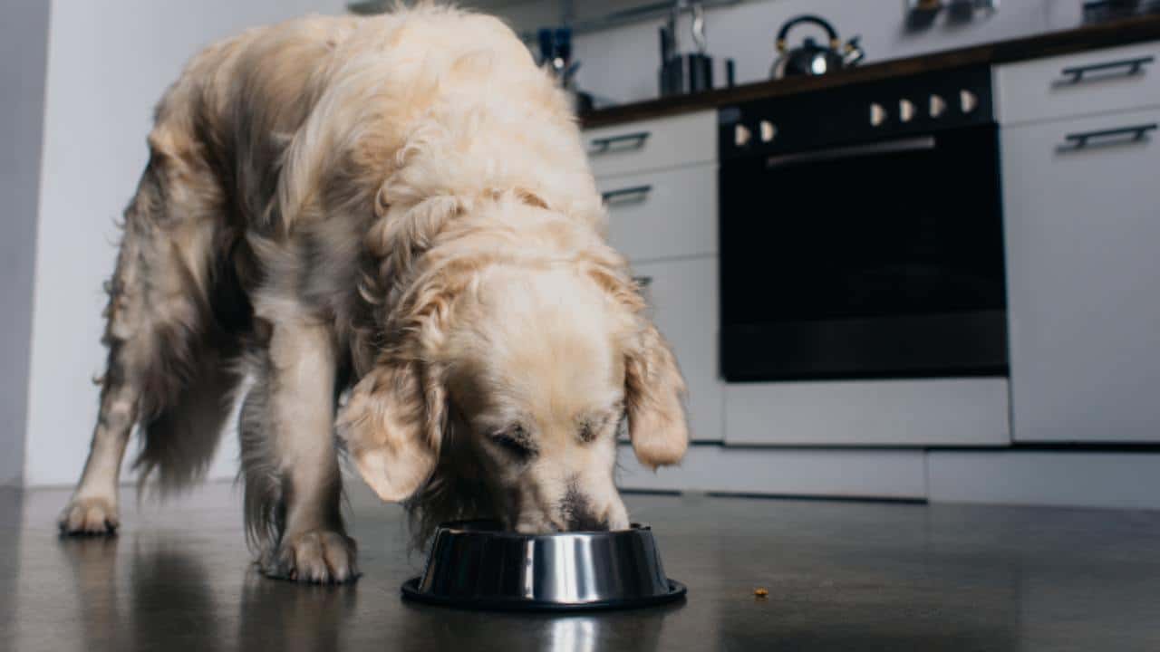 Pueden Los Perros Comer Semillas De Ch A Todo Lo Que Debes Saber