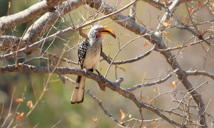 Las Aves M S Feas Del Mundo Caracter Sticas Y Curiosidades Vida Con