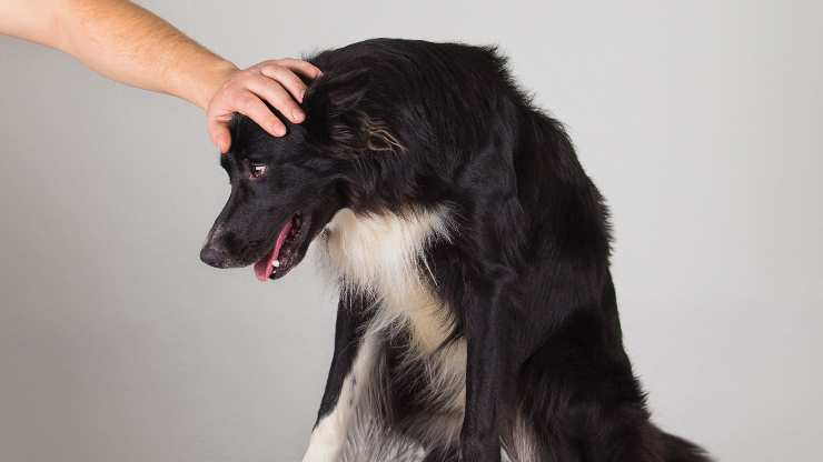 Puede El Perro Fingir Que Tiene Tos Todo Lo Que Necesitas Saber