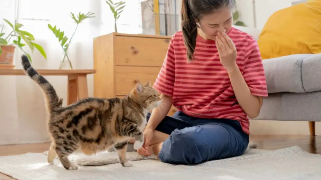 Por qué mi gato maúlla cuando estornudo Las diversas razones del