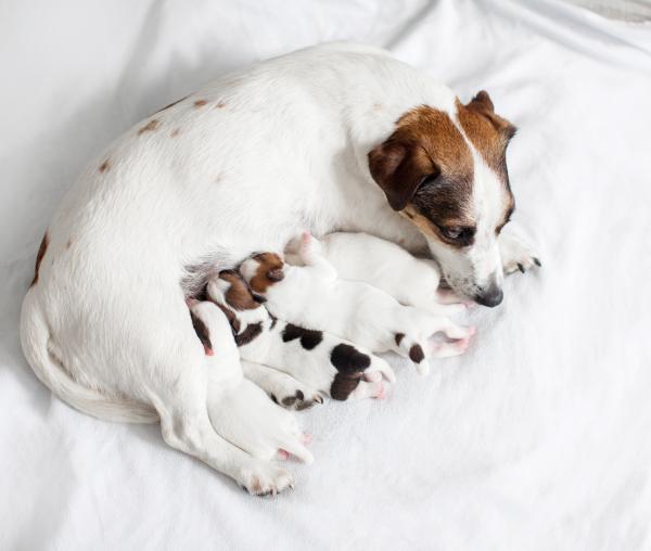 Que Come Un Cachorro De Meses Vida Con Mascotas