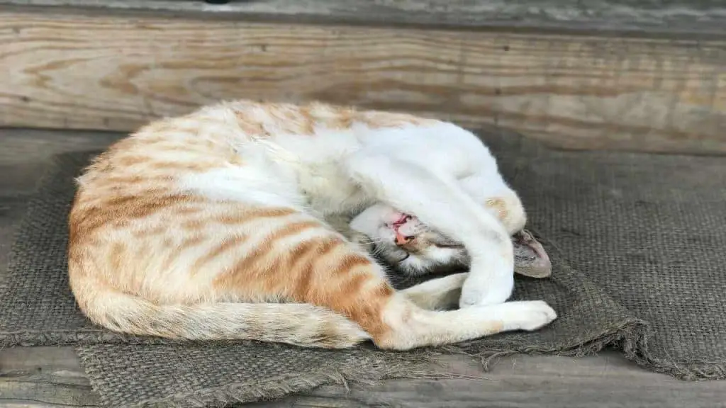 Envenenamiento por paraquat en gatos causas síntomas y tratamiento