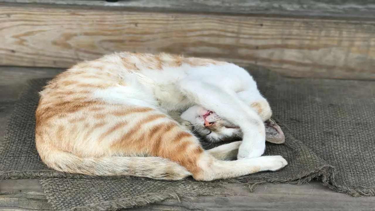 Envenenamiento por paraquat en gatos causas síntomas y tratamiento