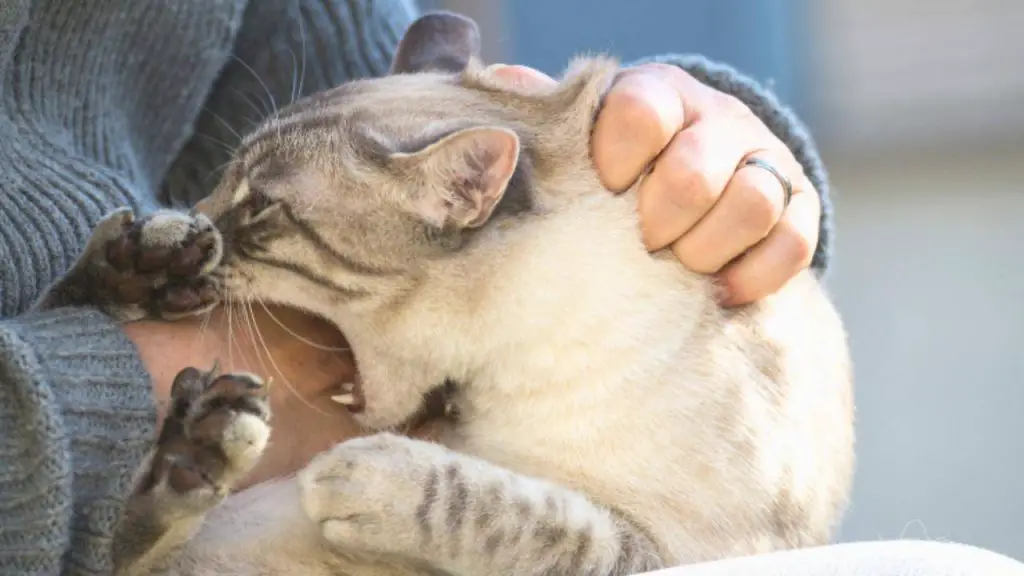 El Gato Se Pone Nervioso Tras Las Caricias Las Explicaciones Y C Mo