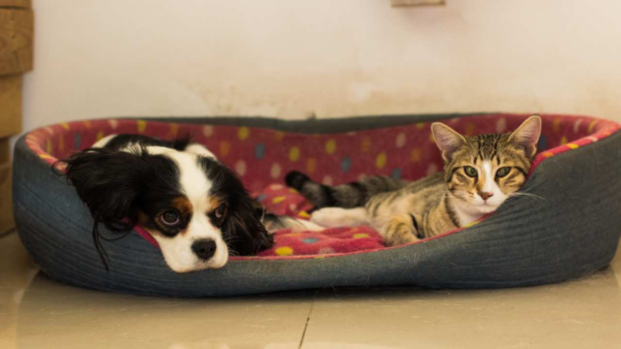 Cómo evitar que el gato orine en la cama del perro Vida con Mascotas