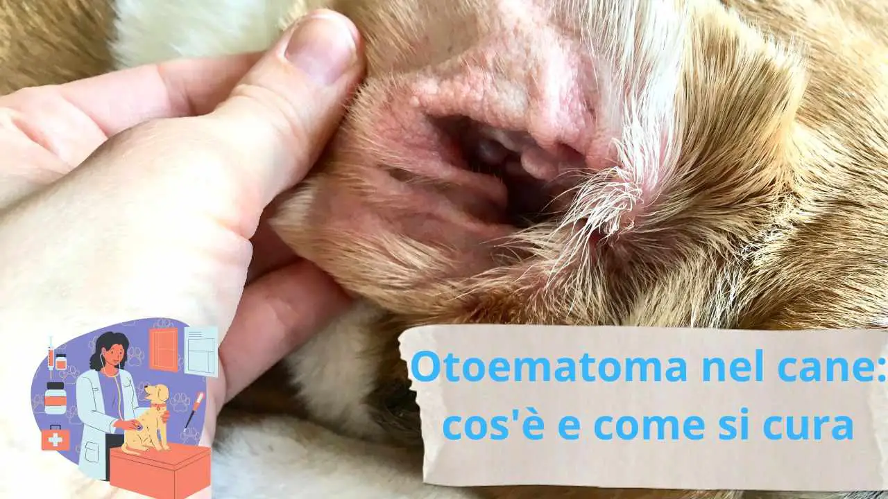 Otohematoma en perros qué es y cómo reconocerlo a tiempo para tratarlo