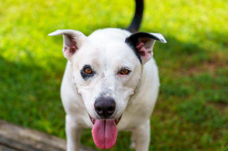 Manejar Los Celos De Los Perros Puede Ser Un Problema Para Hacerlo