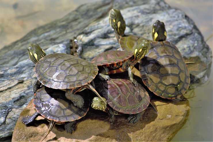 Por qué las tortugas terrestres se muerden entre sí lo que necesitas