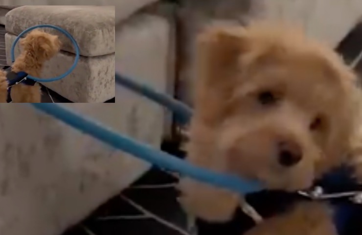 Beau El Perro Ciego Ve De Nuevo Gracias A Su Nuevo Hula Hoop Vida