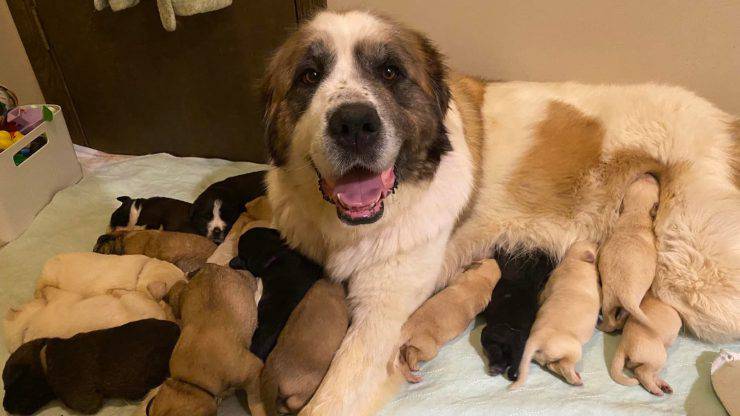 Cuándo se puede separar a los cachorros de su madre lo que establece