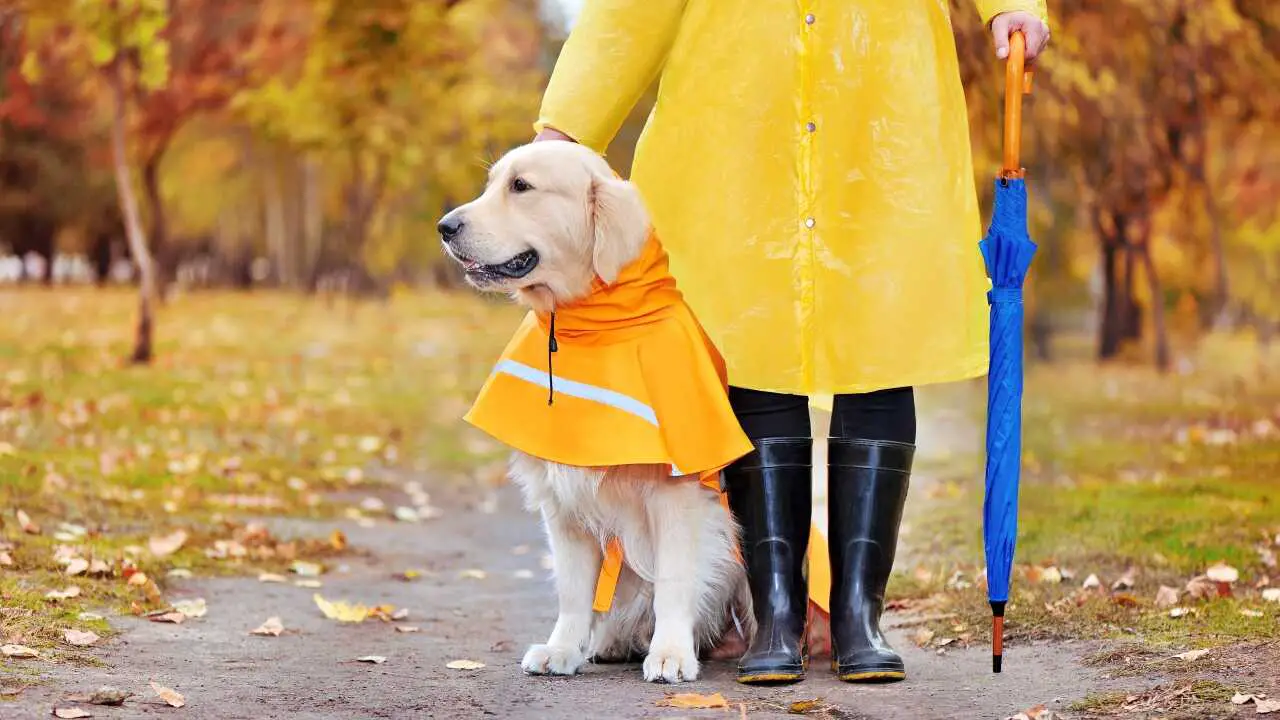 Chubasquero DIY para perros cómo proteger a Fido de la lluvia Vida