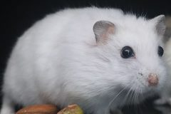 entender comportamiento hamster