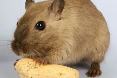 mordida hamster