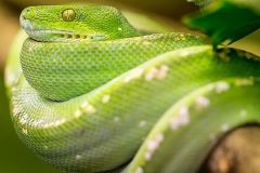 alimentando serpiente domestica