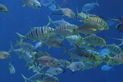 alimentos peces