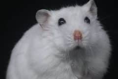 consejos elegir hamster