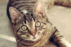 masaje gato
