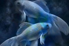 peces para principiantes